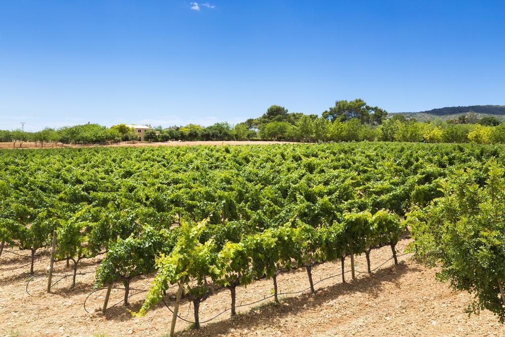 Sa Torre De Santa Eugènia